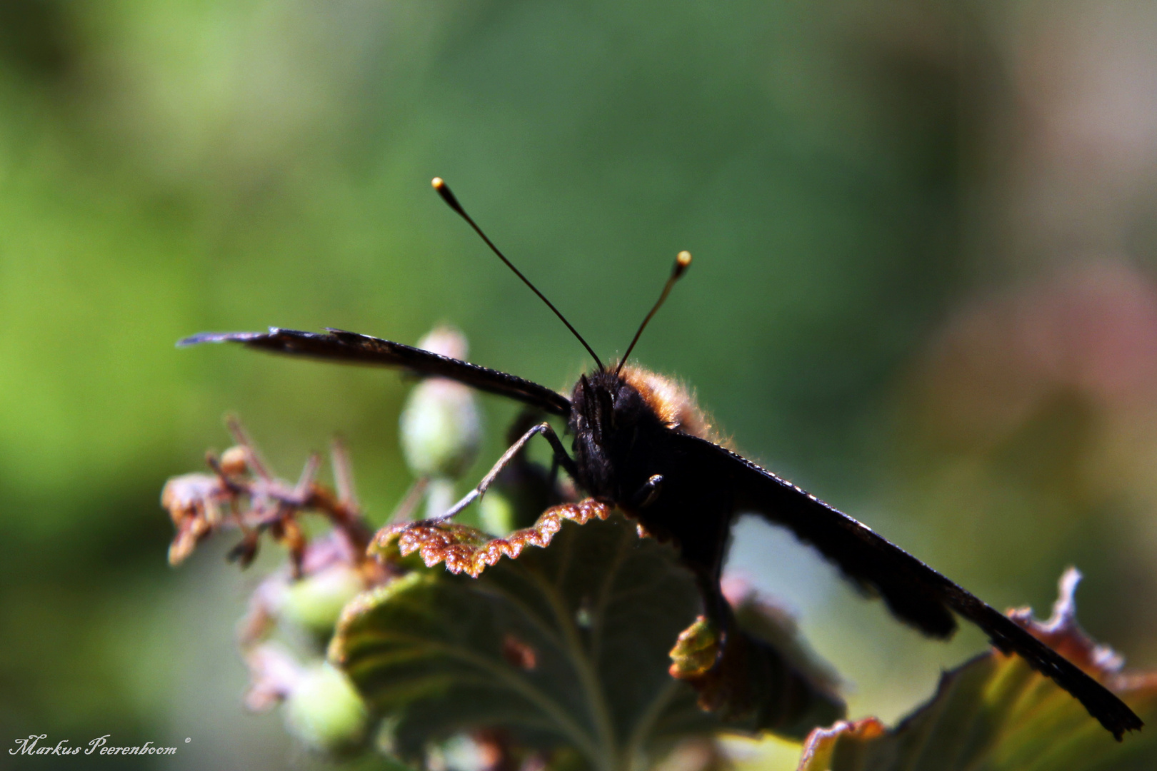 " Ready to fly "