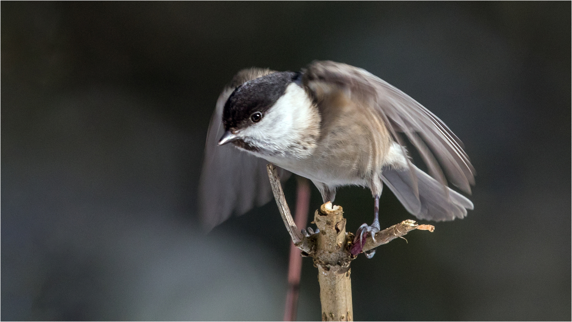 ready to fly  .....