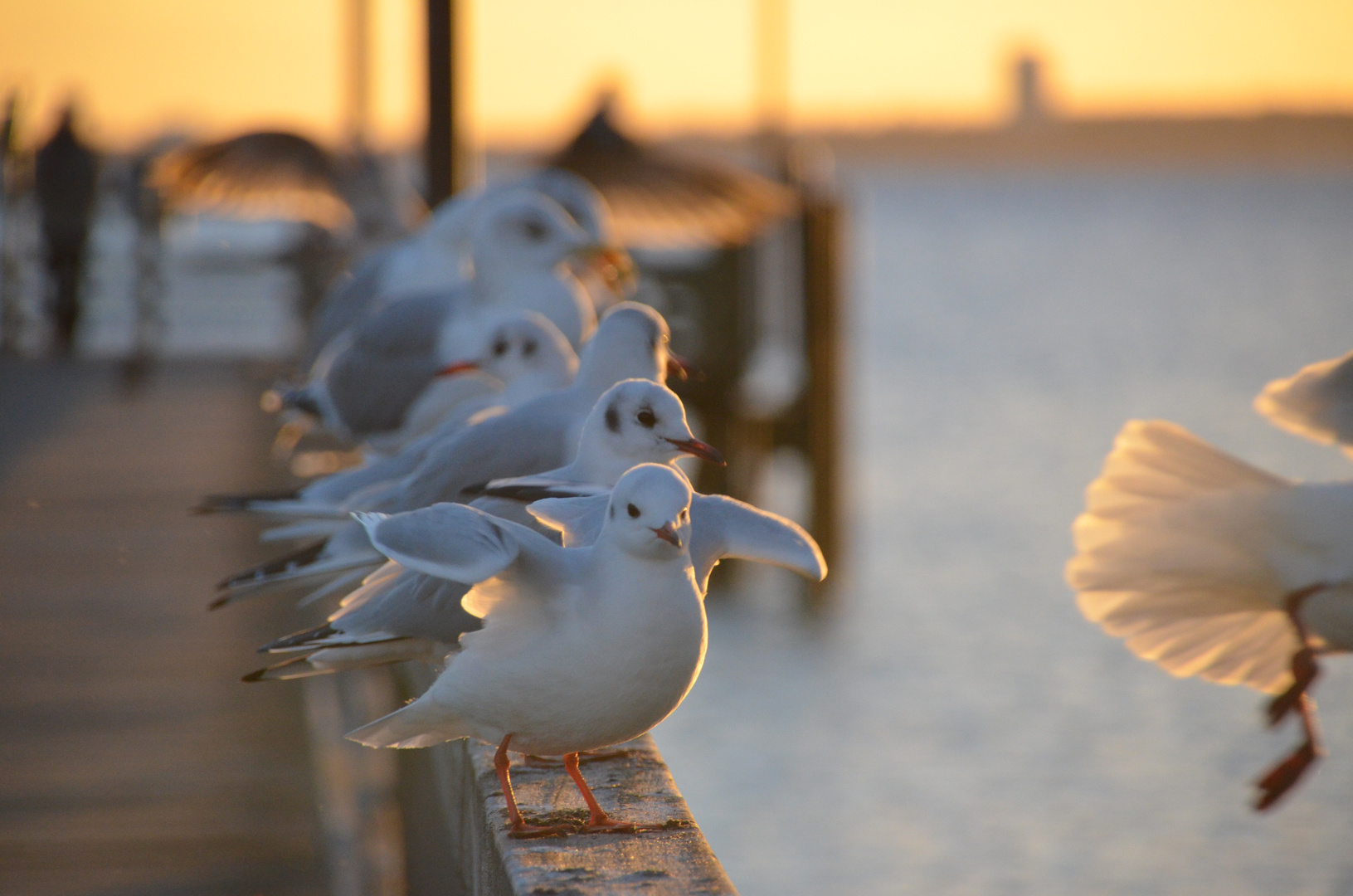 ready to fly