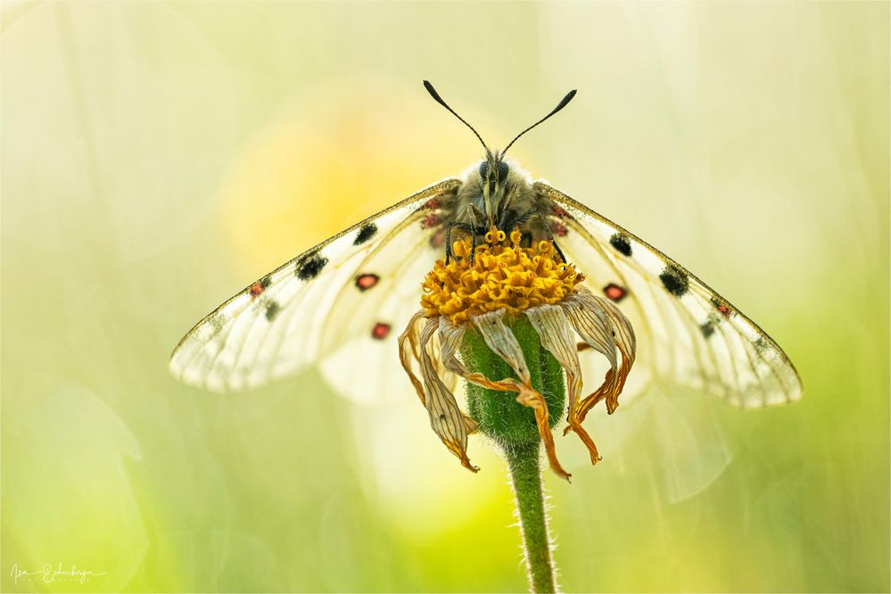 ready to fly