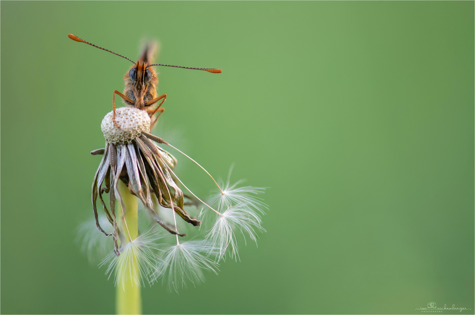 ready to fly