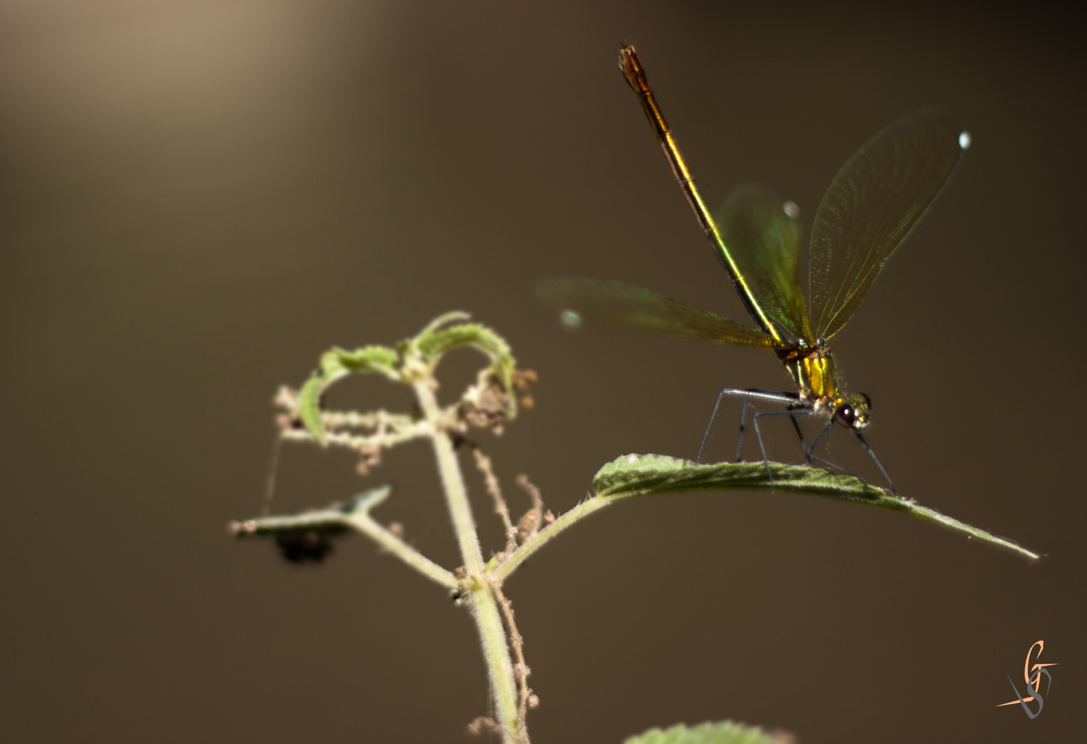 Ready To Fly