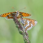 Ready to fly - Scheckenfalter