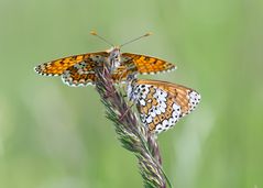 Ready to fly - Scheckenfalter