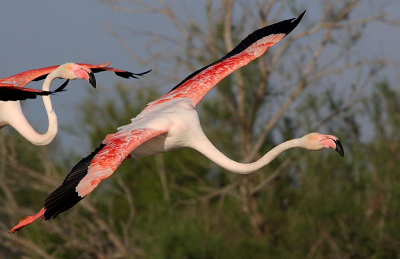 Ready to Landing