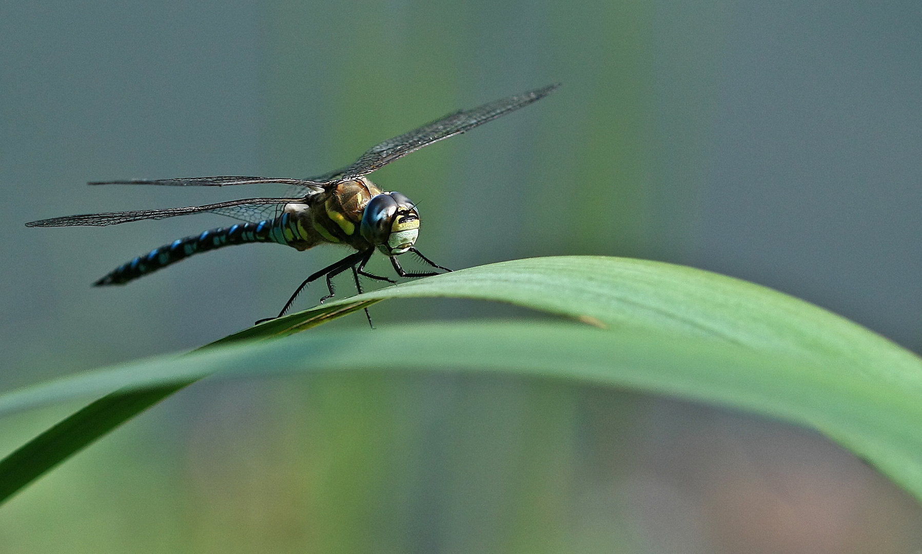 Ready to Start Herbst-Mosaikjungfer (Aeshna mixta)