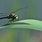 Ready to Start Herbst-Mosaikjungfer (Aeshna mixta)