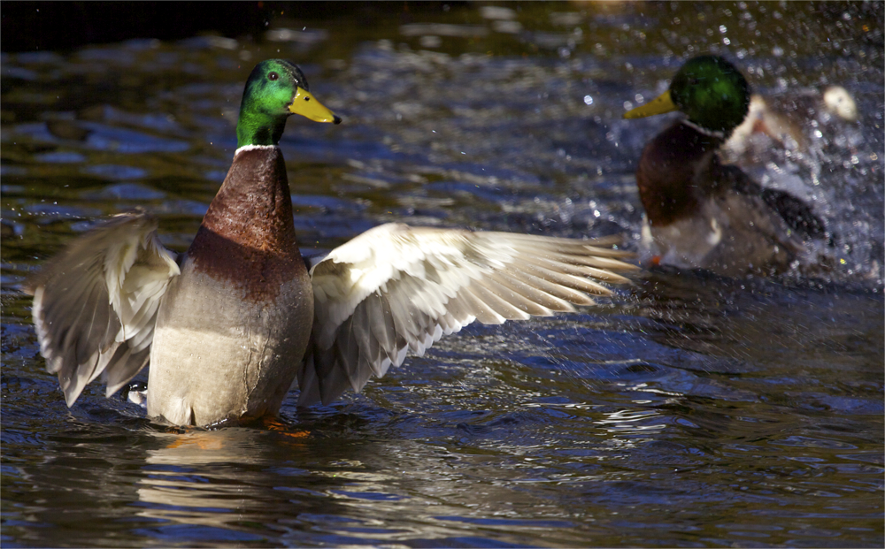 ready to take-off