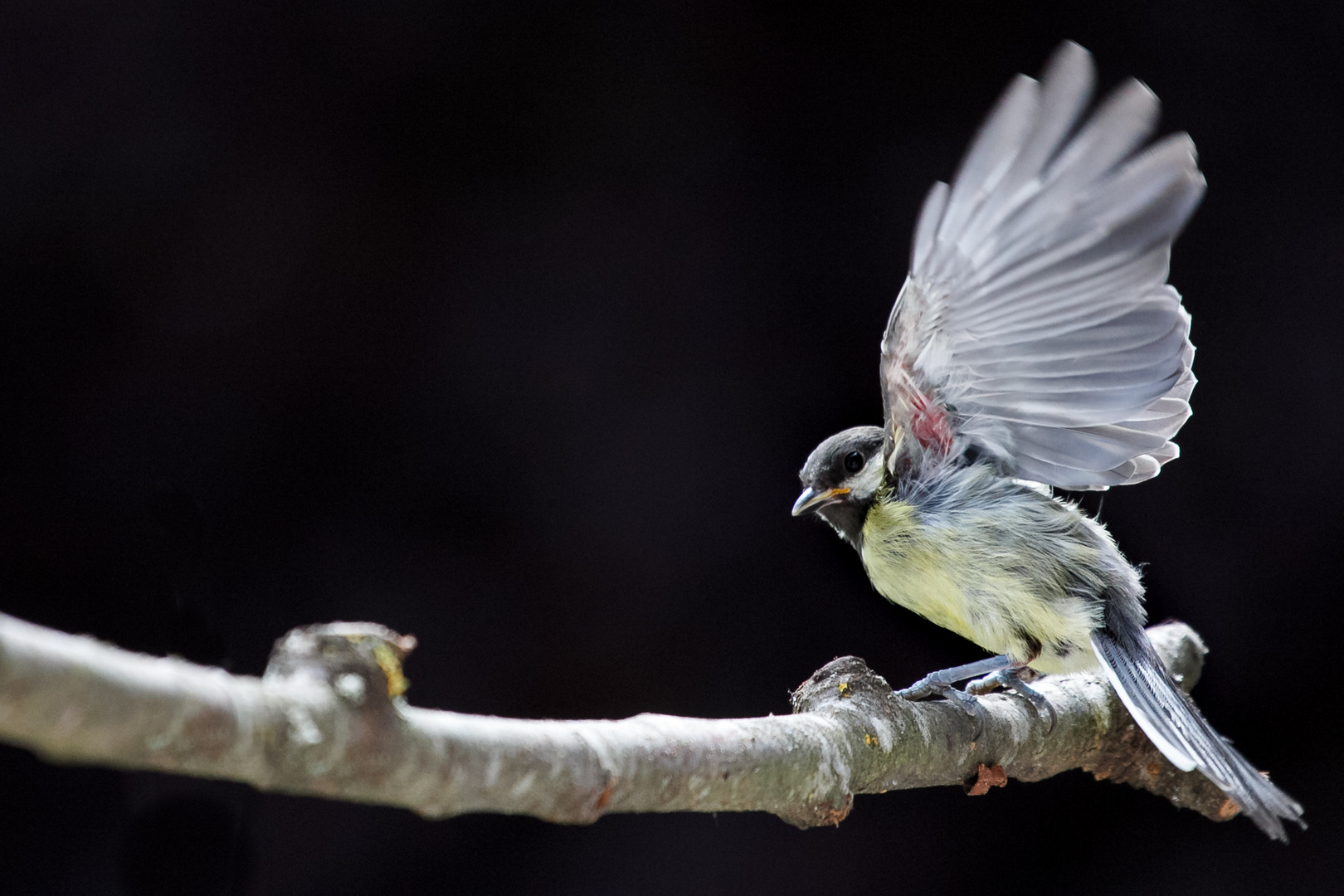 * ready to take off_2  *