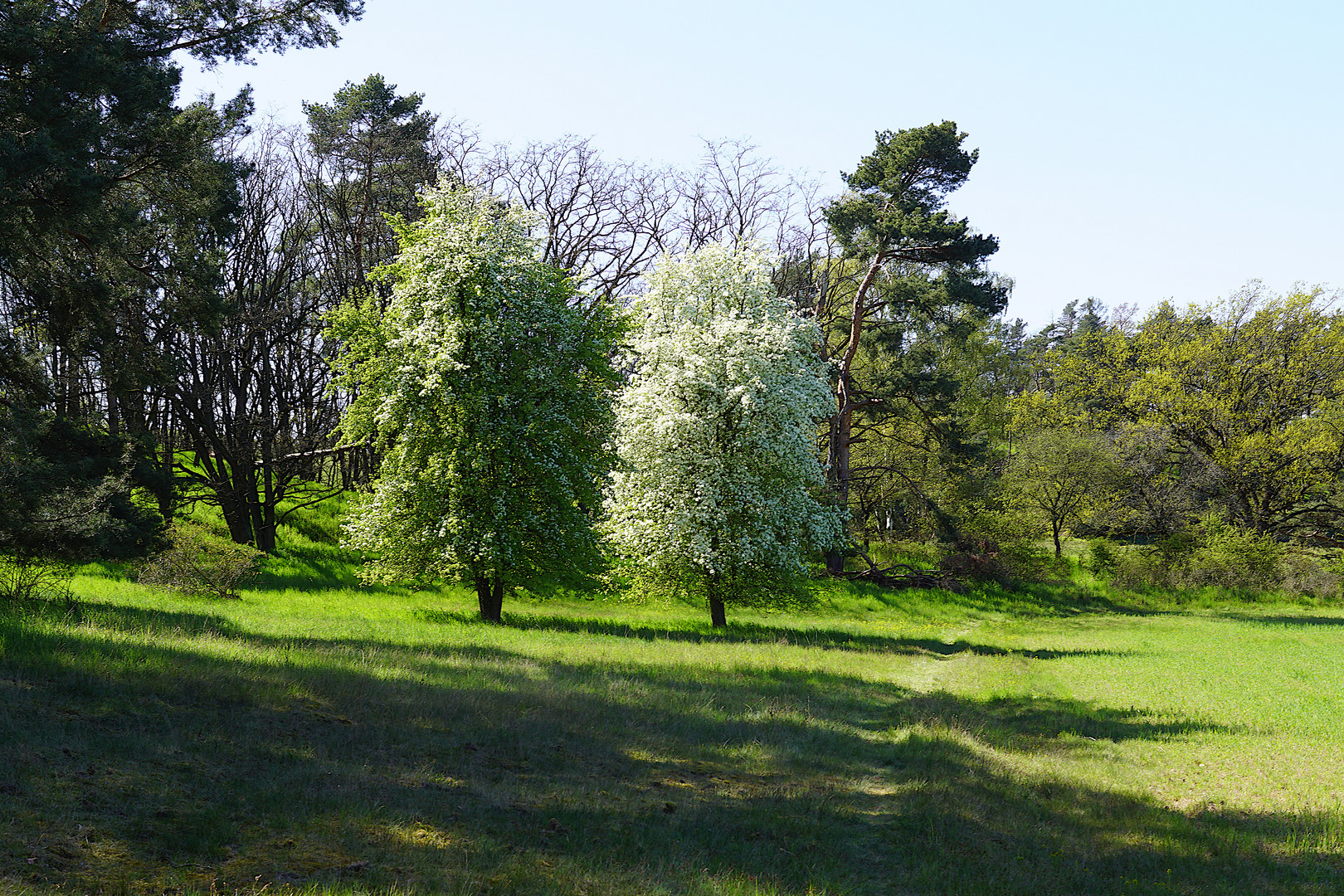 Reagieren Wildbirnen aufs Bienensterben?