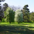 Reagieren Wildbirnen aufs Bienensterben?