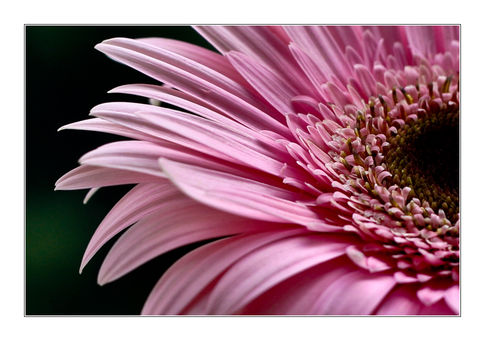 [ real beauty IV ]