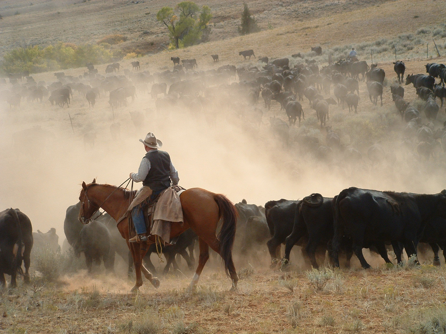 Real Cowboy!