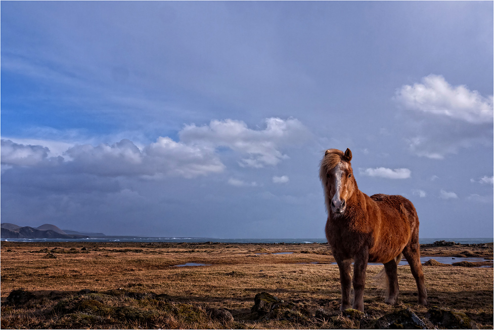 Real Icelander...