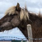 Real Icelander..