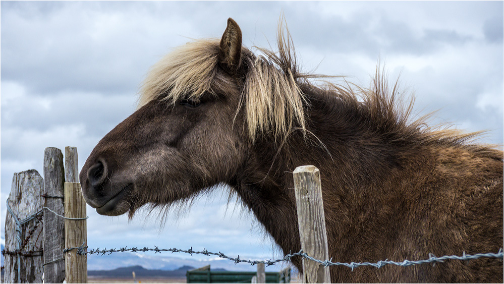 Real Icelander..