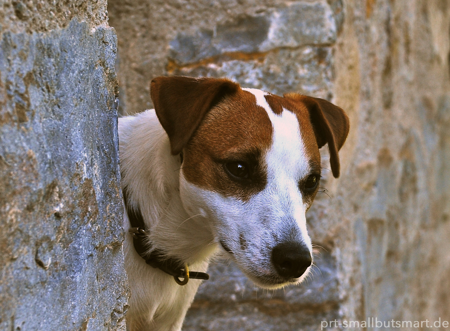 Real Jack Russell