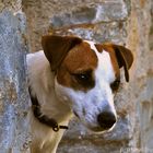 Real Jack Russell
