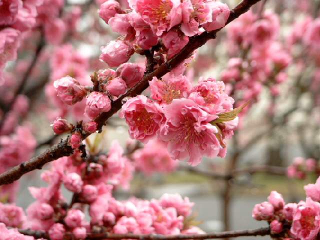 real japanese cherry