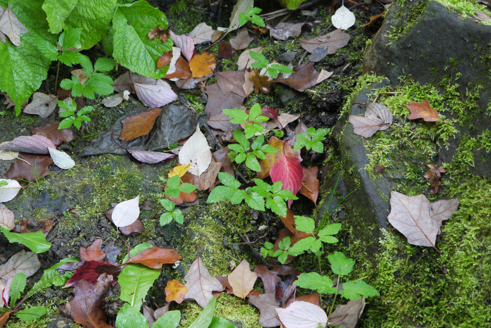 Realistische Herbstdeko