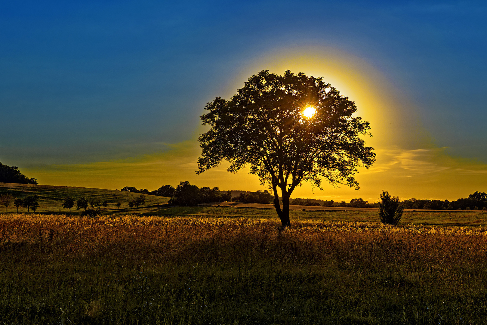 Realität wird überbewertet :: Sonnenbaum