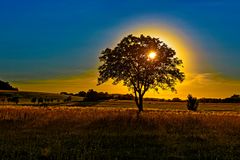 Realität wird überbewertet :: Sonnenbaum