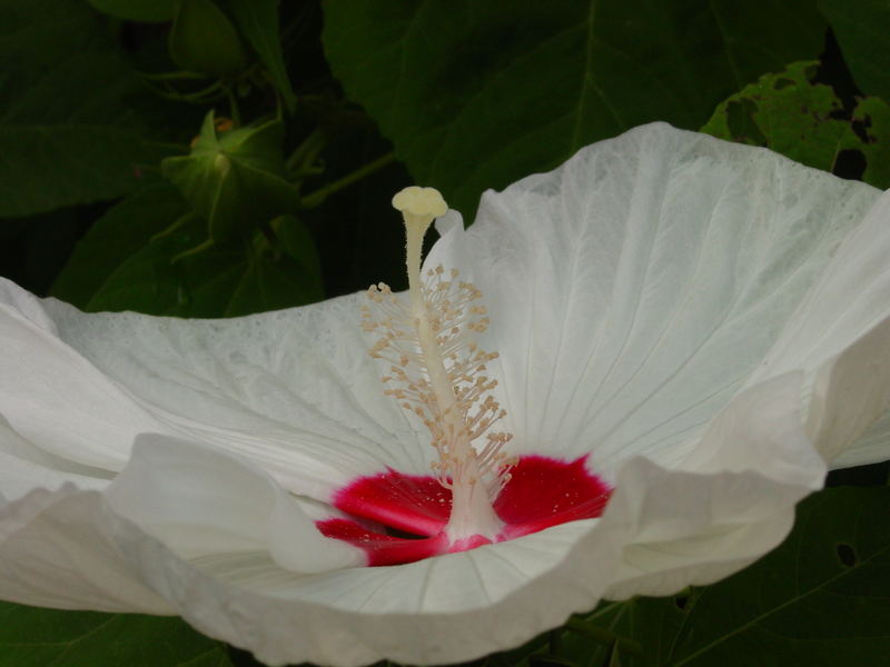 Really intimate hibiscus