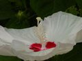 Really intimate hibiscus by Dawn Smith