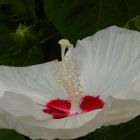 Really intimate hibiscus