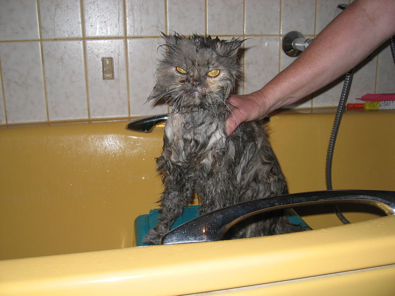 really wet cat