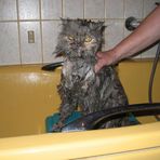 really wet cat