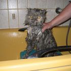 really wet cat