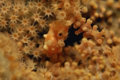 Realm of the Pygmy Seahorse