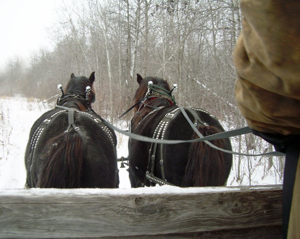 Rear View by Carrie Wachsmann