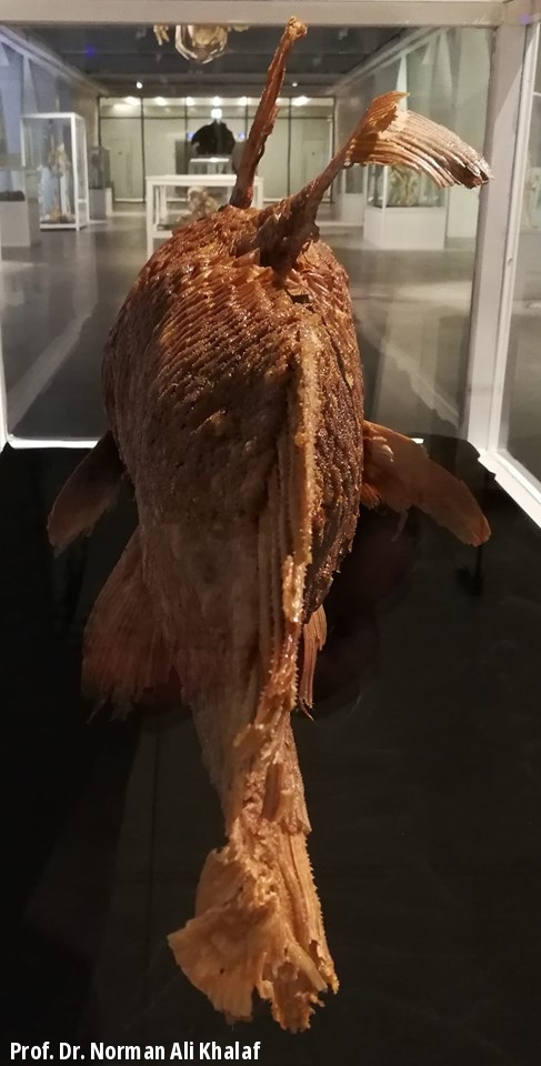 Rear view of Comoran Coelacanth in Natural History Museum in Kuwait 