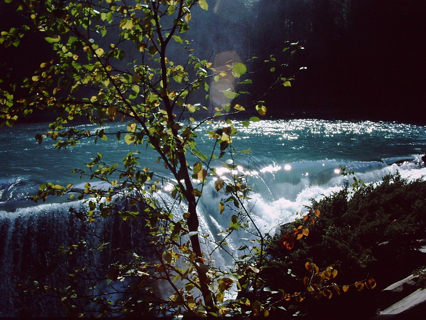 Rearguardfalls, das Mekka der Lachswanderung, Canada 2006, Scan vom Dia