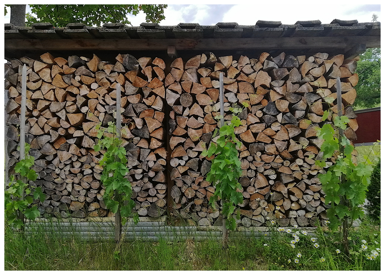 Reb-Holz