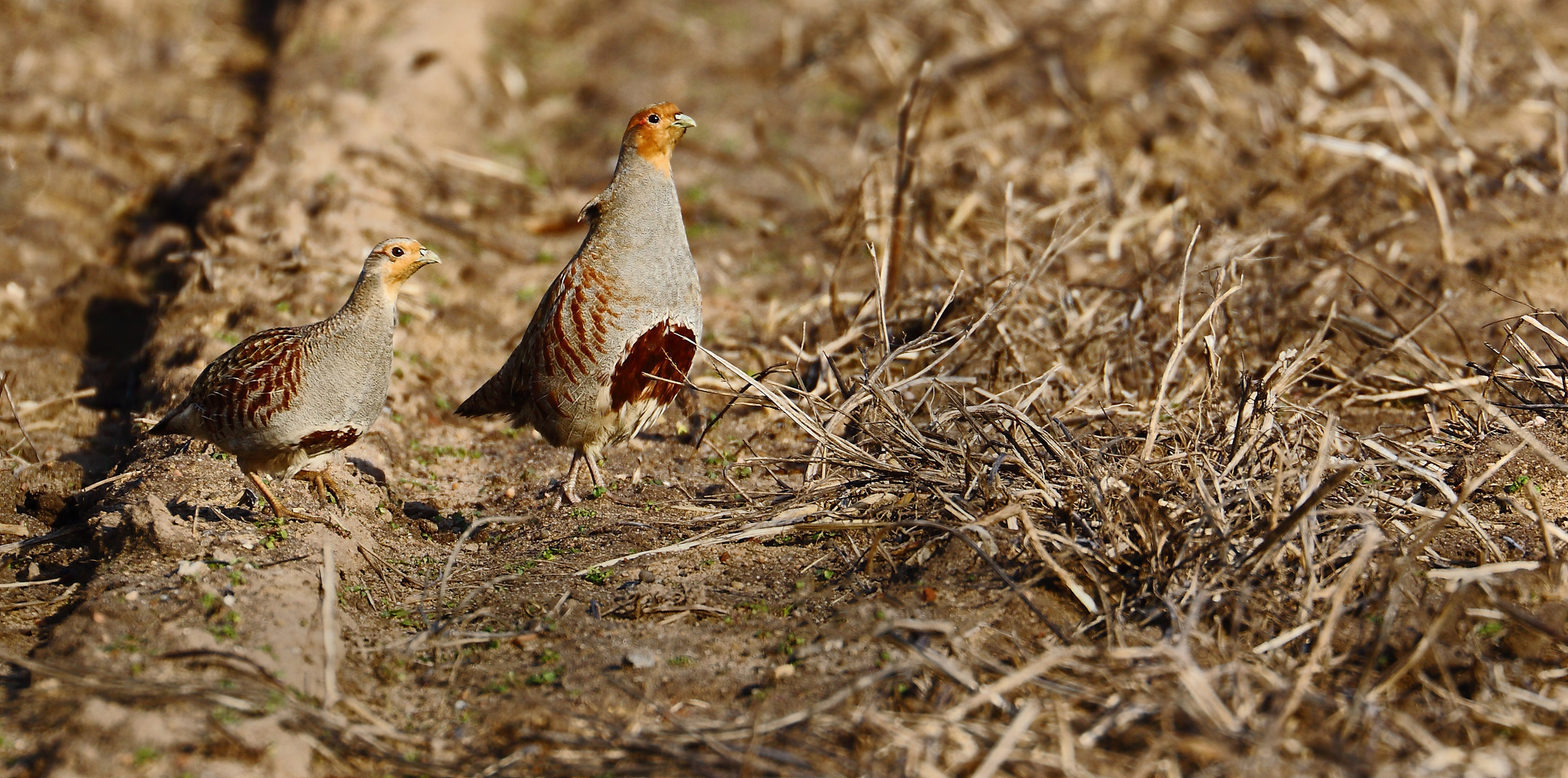 REB- "HUHN und HAHN"