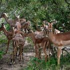 Rebaño de impalas