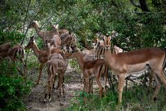 Rebaño de impalas