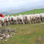 rebaño en colmenar de montemayor 2