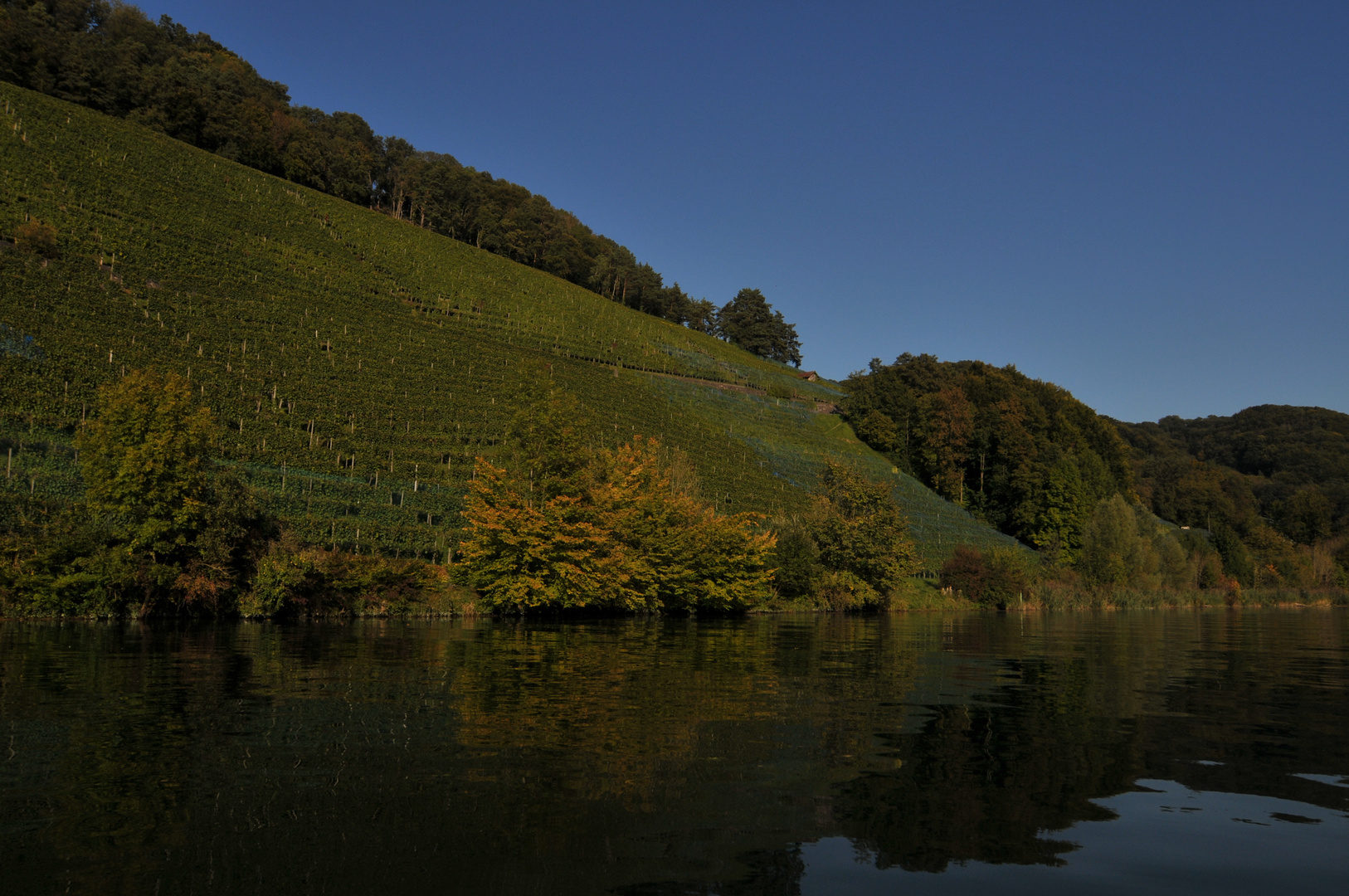 Rebberg am Rhein