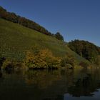 Rebberg am Rhein