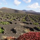 Rebberg auf Lanzarote