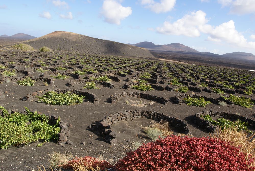 Rebberg auf Lanzarote