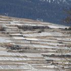 Rebberg bei Sion im ersten Schnee