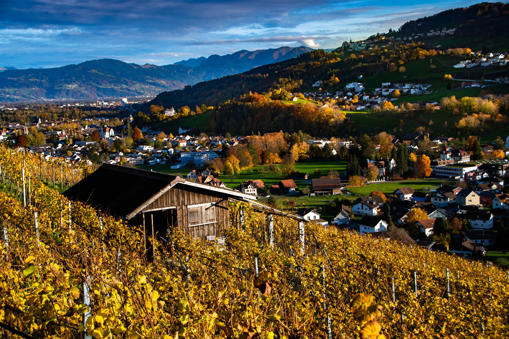 Rebberg im Herbst