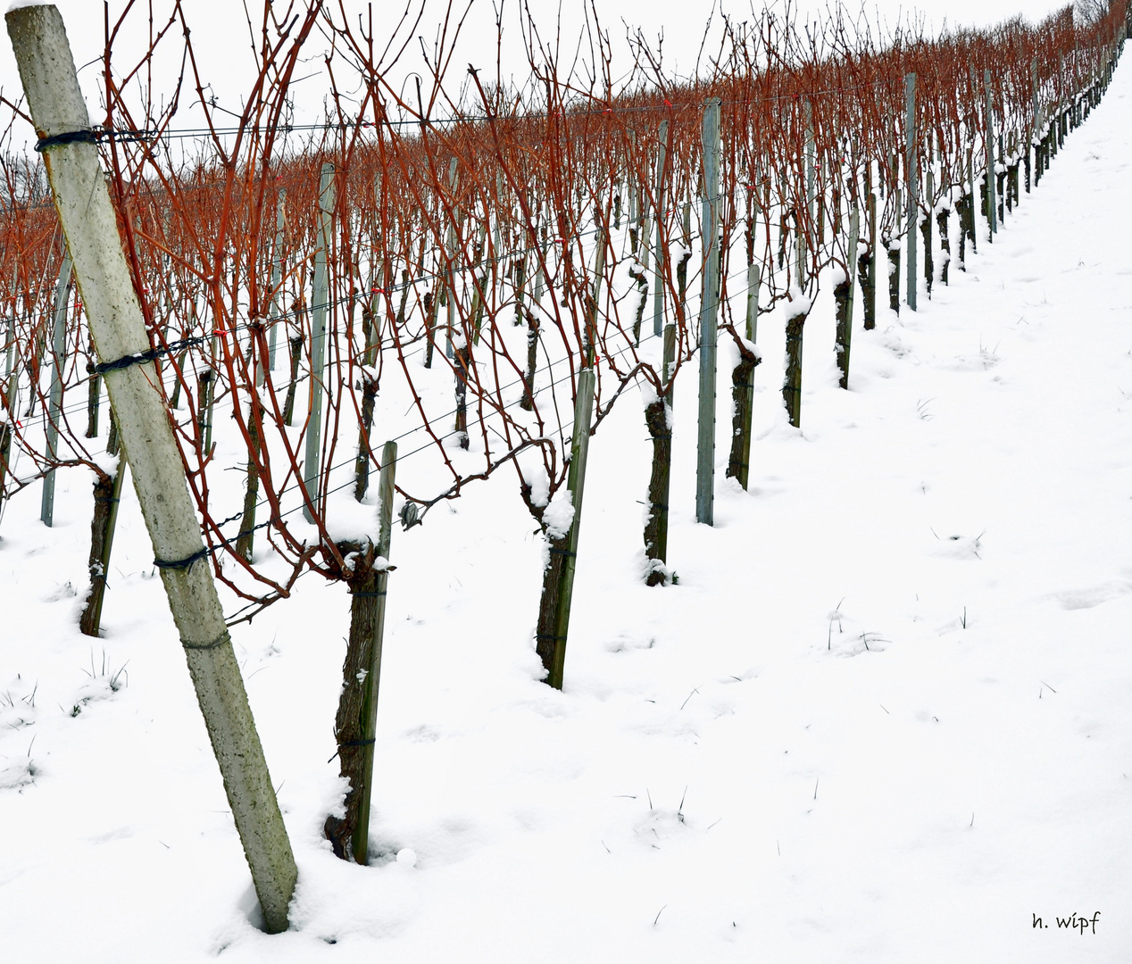 Rebberg im Winter