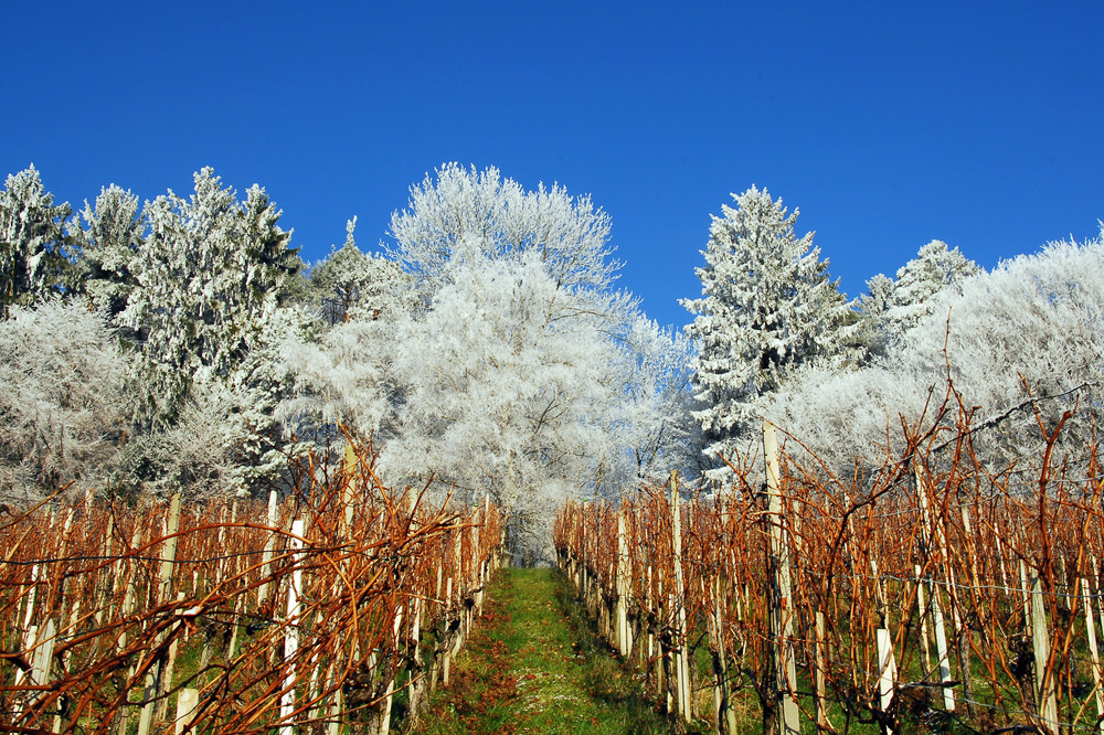 Rebberg im Winter