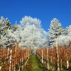 Rebberg im Winter